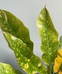 Philodendron Ring Of Fire - M