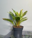 Philodendron Ring Of Fire - M