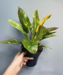 Philodendron Ring Of Fire - M