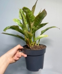 Philodendron Ring Of Fire - M