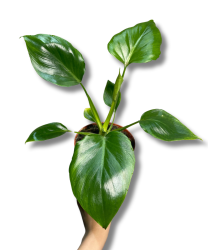Philodendron warscewiczii M