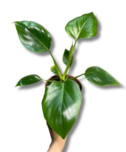 Philodendron warscewiczii