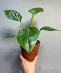 Philodendron warscewiczii