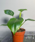 Philodendron warscewiczii