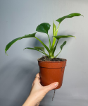 Philodendron warscewiczii