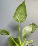Philodendron warscewiczii