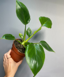 Philodendron warscewiczii