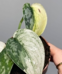 Scindapsus Mayari variegata