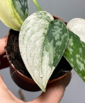 Scindapsus Mayari variegata