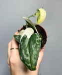 Scindapsus Mayari variegata