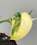 Scindapsus Mayari variegata