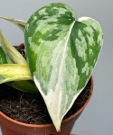 Scindapsus Mayari variegata
