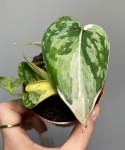 Scindapsus Mayari variegata