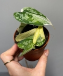 Scindapsus Mayari variegata