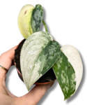 Scindapsus Mayari variegata
