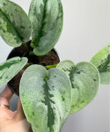 Scindapsus Sparkling Borneo