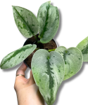 Scindapsus Sparkling Borneo