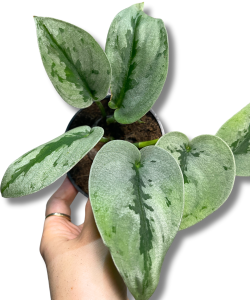 Scindapsus Sparkling Borneo