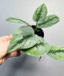 Scindapsus Sparkling Borneo