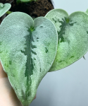 Scindapsus Sparkling Borneo