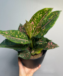 Aglaonema Army Pink