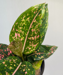 Aglaonema Army Pink