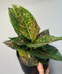 Aglaonema Army Pink