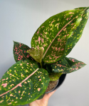 Aglaonema Army Pink