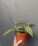 Hoya macrophylla 'Albomarginata' M