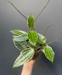 Hoya macrophylla 'Albomarginata' M