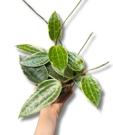 Hoya macrophylla 'Albomarginata' M