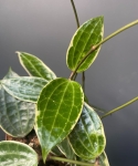 Hoya macrophylla 'Albomarginata' M