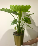 Alocasia gageana California