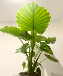 Alocasia gageana California