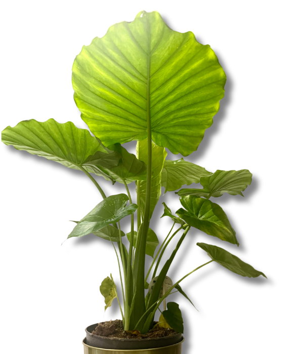 Alocasia gageana California
