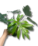 Philodendron Mayoi