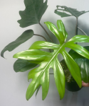 Philodendron Mayoi