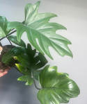 Philodendron Mayoi