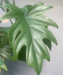 Philodendron Mayoi