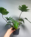 Philodendron Mayoi