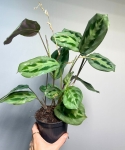 Maranta cristata intense
