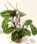Maranta cristata intense