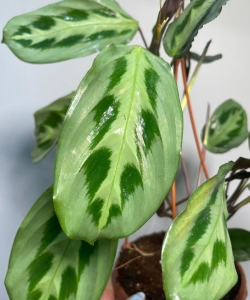 Maranta cristata intense