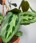 Maranta cristata intense