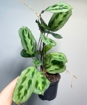 Maranta cristata intense