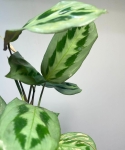 Maranta cristata intense