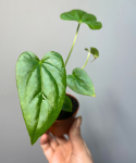 Anthurium Balaoanum S