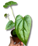 Anthurium Balaoanum S