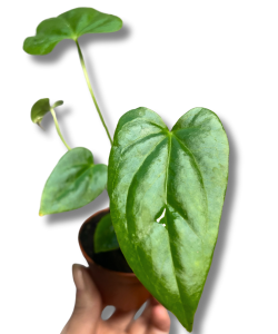 Anthurium Balaoanum S