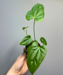 Anthurium Balaoanum S